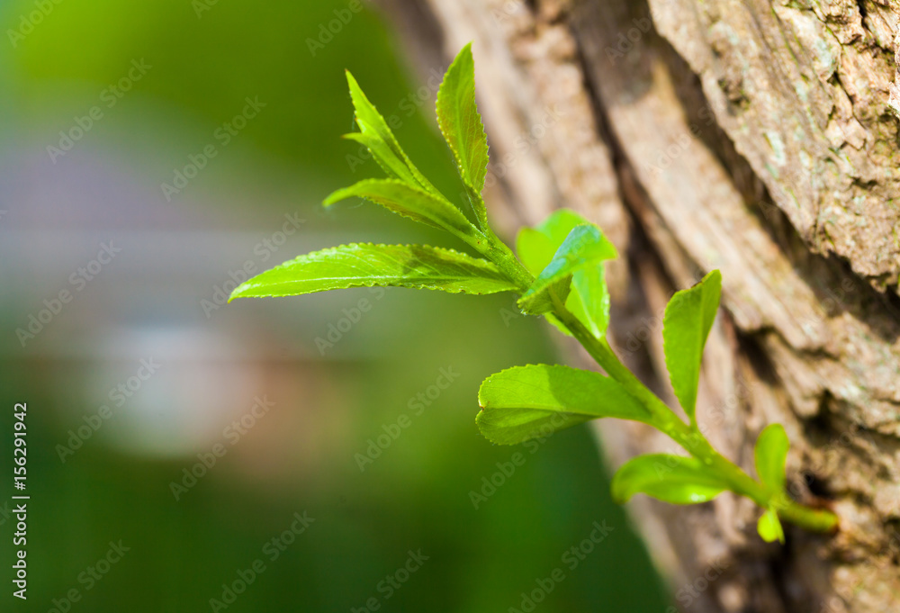 little branch on a tree on green background little branch on a tree on green background