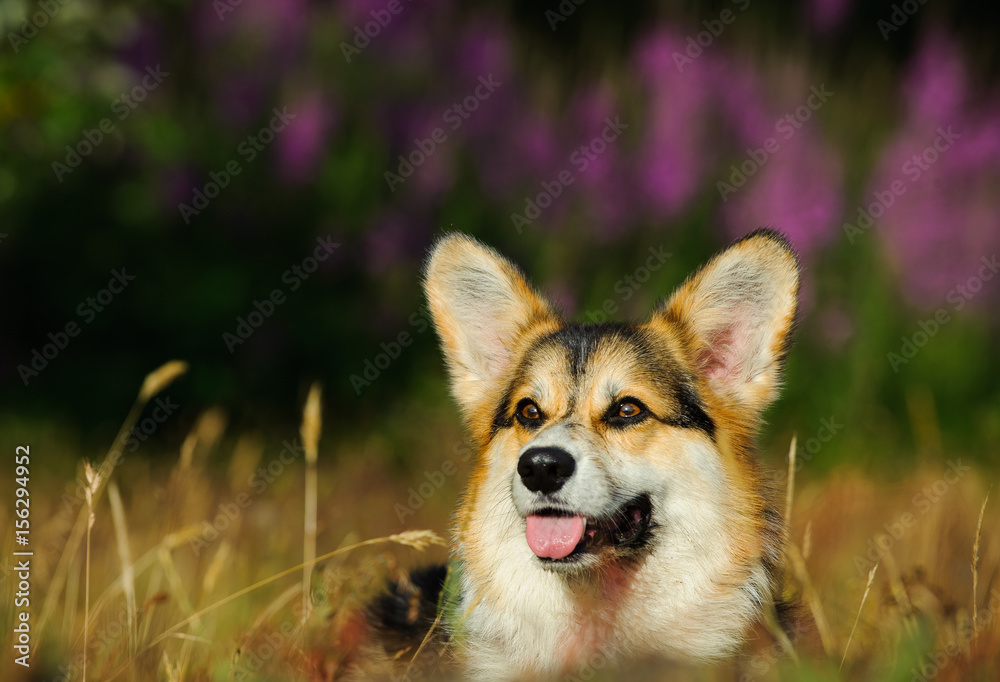 Welsh Pembroke Corgi dog portrait in field