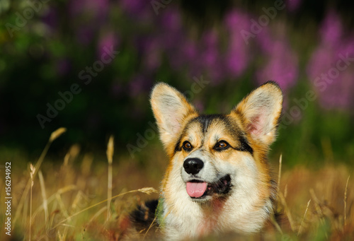 Welsh Pembroke Corgi dog portrait in field