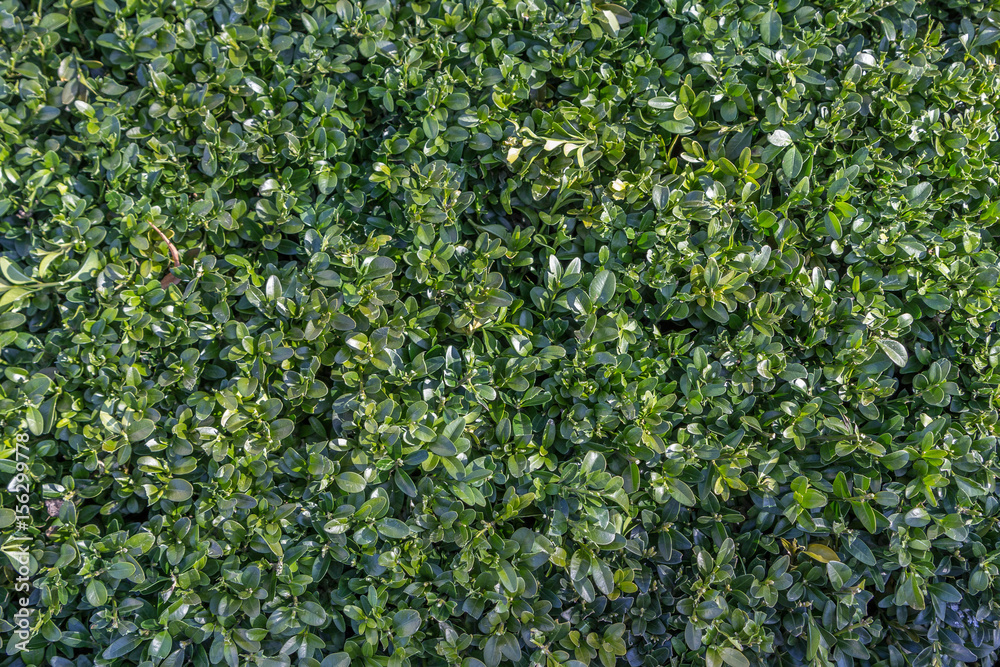 Flat green hedge close up.