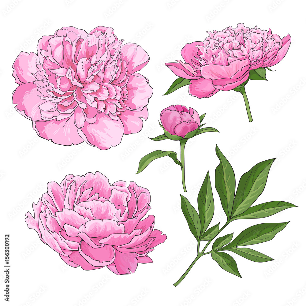 Set of peony flowers, bud, leaves, hand drawn sketch style vector illustration on white background. Realistic hand drawing of peony flowers, bud, leaves, sketch style botanical illustration Set of peony flowers, bud, leaves, hand drawn sketch style vector illustration on white background. Realistic hand drawing of peony flowers, bud, leaves, sketch style botanical illustration