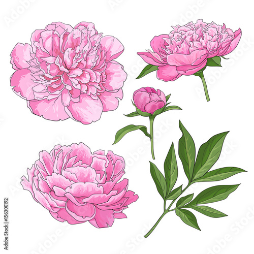 Set of peony flowers, bud, leaves, hand drawn sketch style vector illustration on white background. Realistic hand drawing of peony flowers, bud, leaves, sketch style botanical illustration
