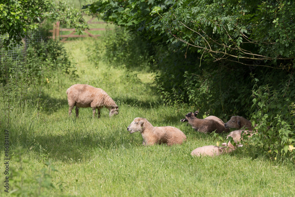 Idillic landscape with sheep, lambs, ram on field Idillic landscape with sheep, lambs, ram on field