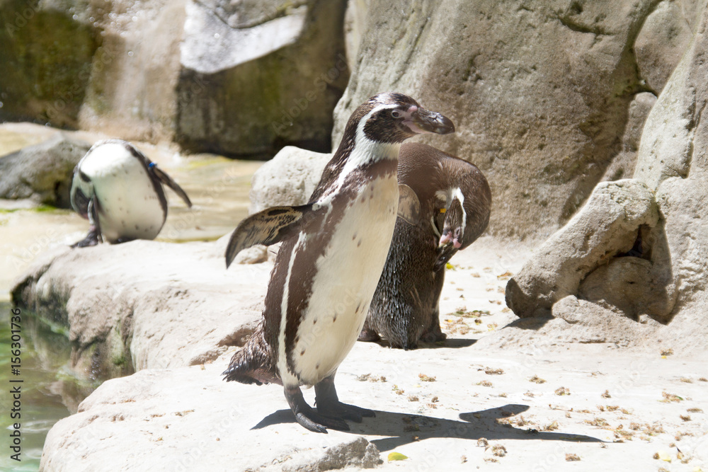 Naklejka premium manchot