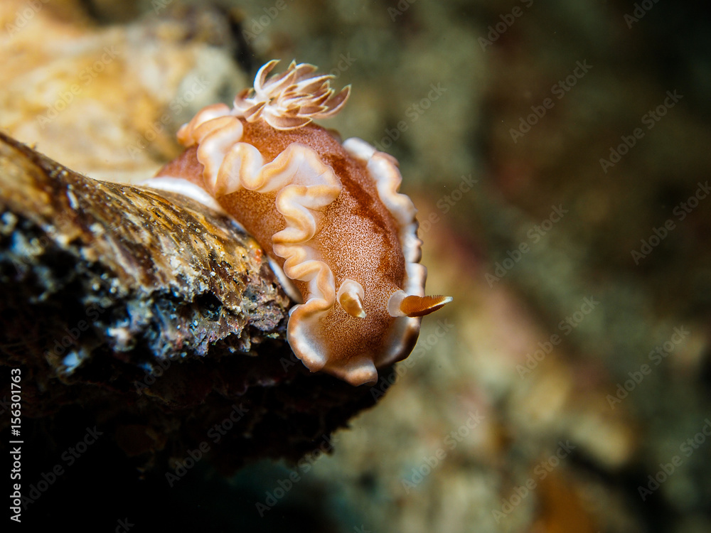 Glossodoris rufomarginata Nudibranch, Sea Slug Glossodoris rufomarginata Nudibranch, Sea Slug