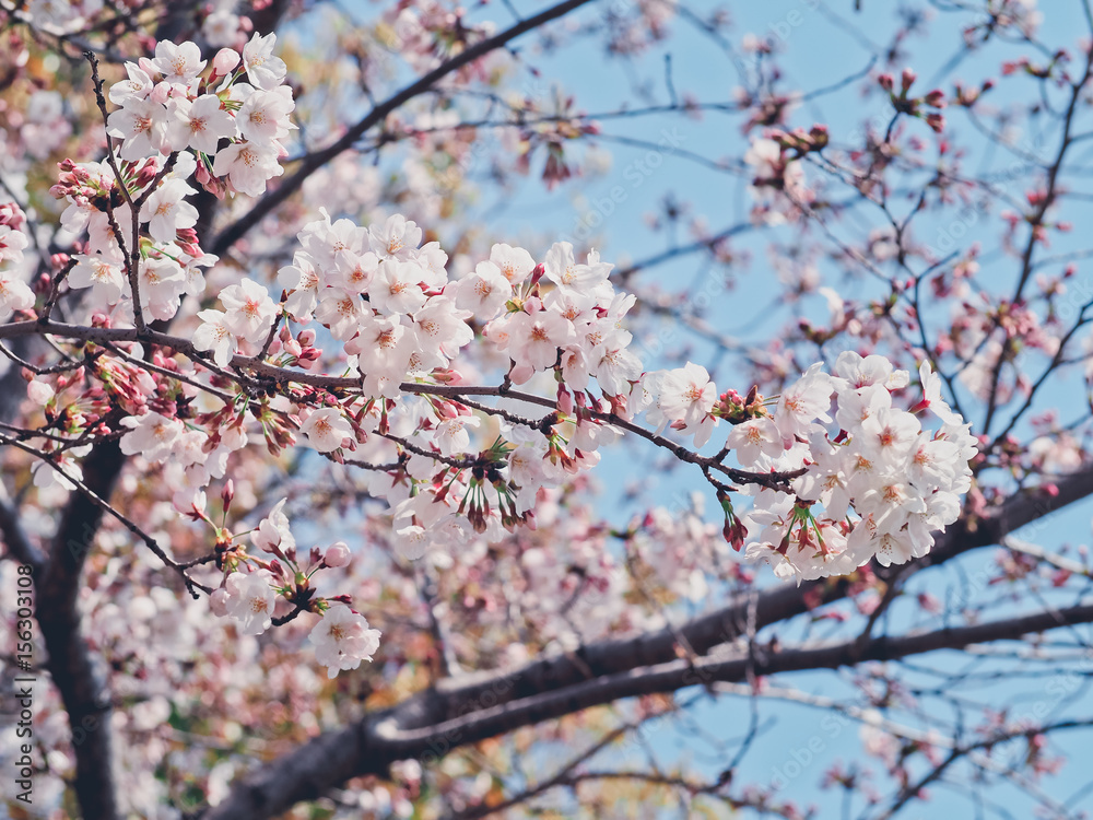 Beautiful Pink Sakura Flowers in Japan, Selective Focus with Color filter effect Beautiful Pink Sakura Flowers in Japan, Selective Focus with Color filter effect