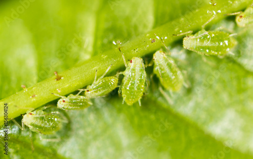 A small aphid on a green plant photo