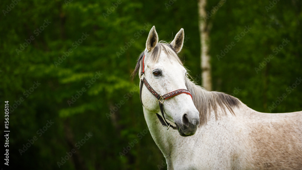 Obraz premium The lonely horse