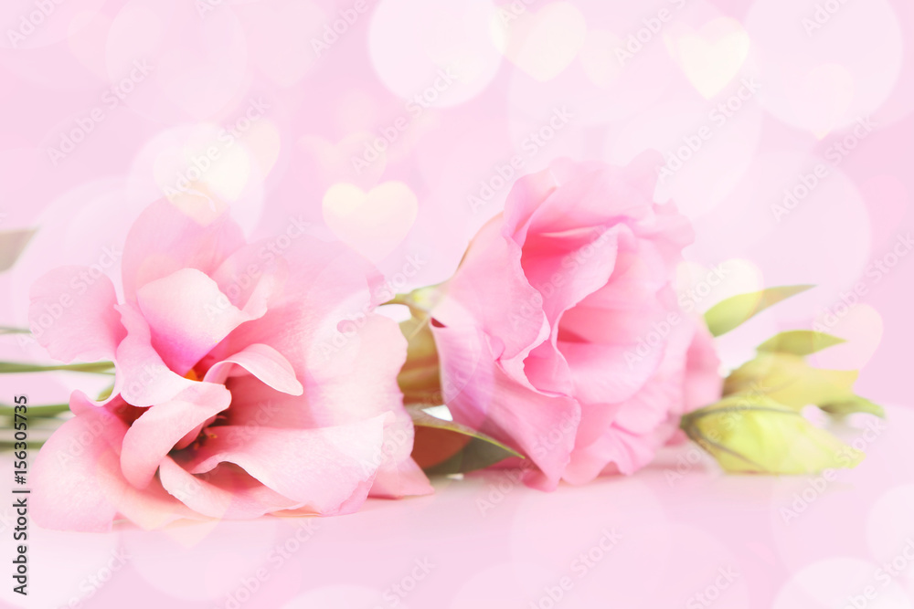 Fototapeta premium Beautiful pink eustoma isolated on white