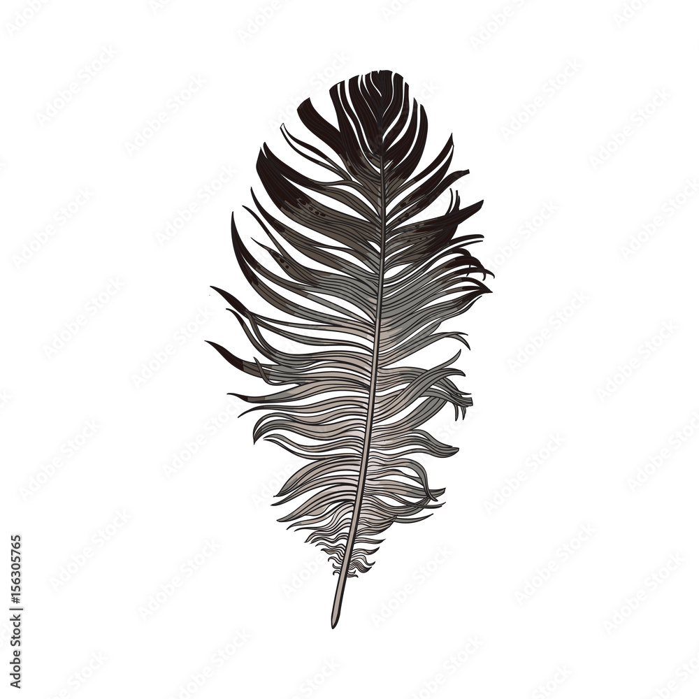 Hand drawn smoth black and grey dove bird feather, sketch style vector illustration on white background. Realistic hand drawing of grey bird feather