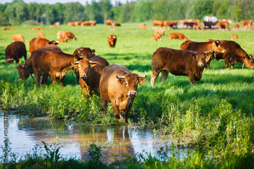 The cows at the watering