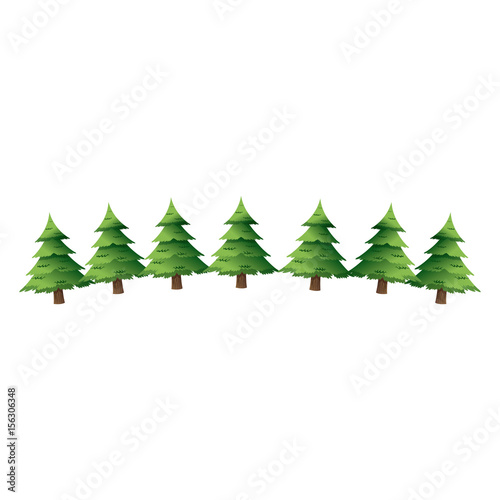 pine tree for christmas decoration ornament vector illustration
