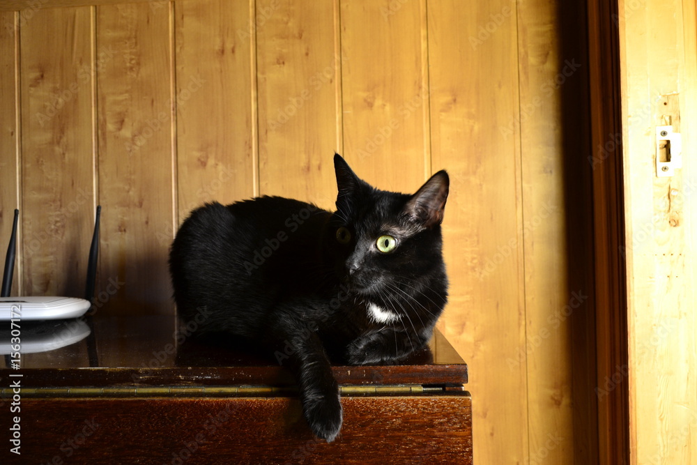 Черная кошка лежит на столе Stock Photo | Adobe Stock