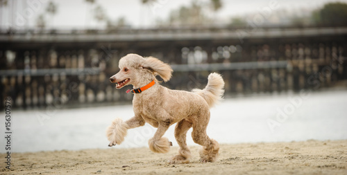 Standard Poodle dog running along beach shore photo