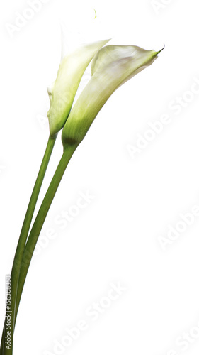Calla Lilies flowers bouquet white on a white background. 