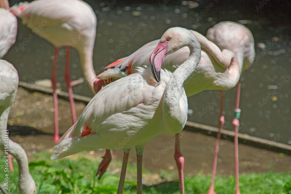 flamant rose