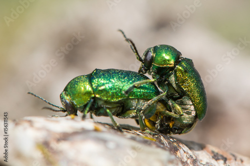Cryptocephalus aureolus beetles in cop. Pair of metallic green beetles in cop, in the family Chrysomelidae, the leaf beetles