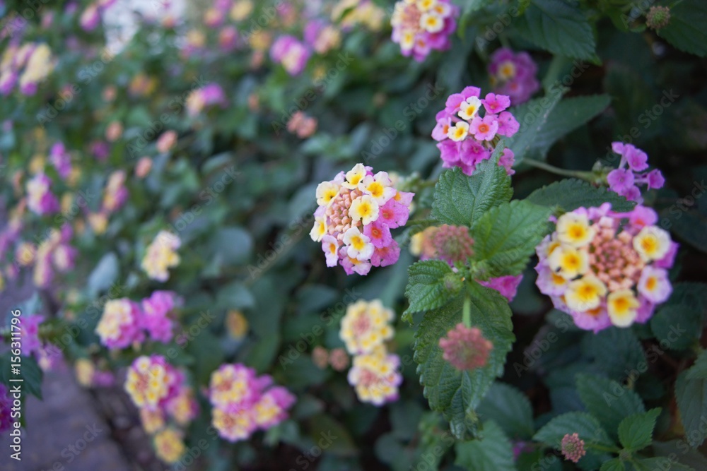 Pink, white and yellow Lantana camara flowers. It is a small perennial shrub with smalls tubular shaped flowers which each have four petals. Type: Angiosperms. Eudicots. Asterids Lamiales. Verbenaceae Pink, white and yellow Lantana camara flowers. It is a small perennial shrub with smalls tubular shaped flowers which each have four petals. Type: Angiosperms. Eudicots. Asterids Lamiales. Verbenaceae