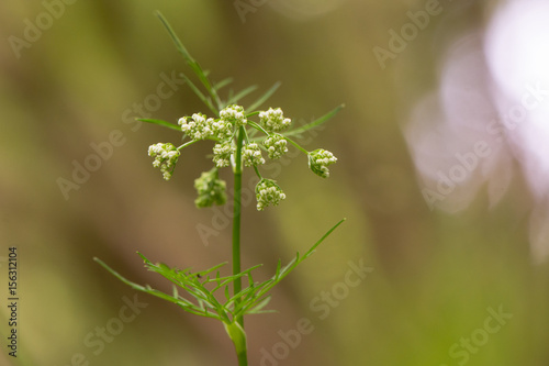 Pignut (Conopodium majus) in flower. Umbel of white flowers of plant is in the carrot family, Apiaceae, growing in a British woodland photo