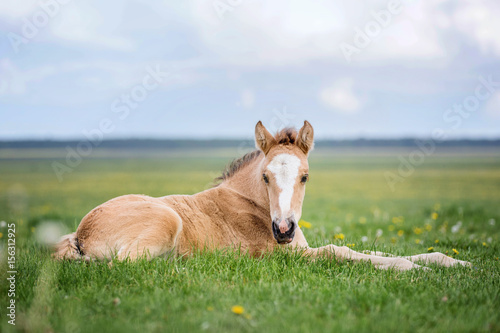Canvas Print Little foal lying in grass on the meadow.