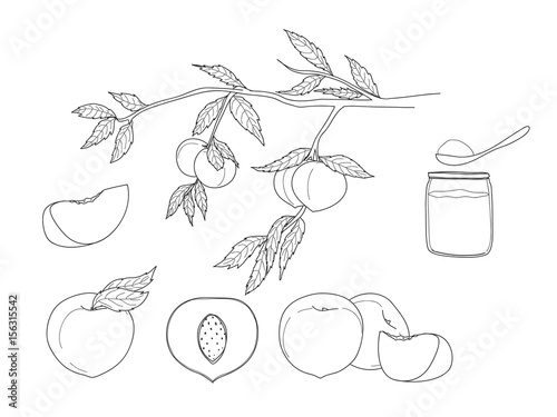 peach hand drawn line art vector fruit set illustration