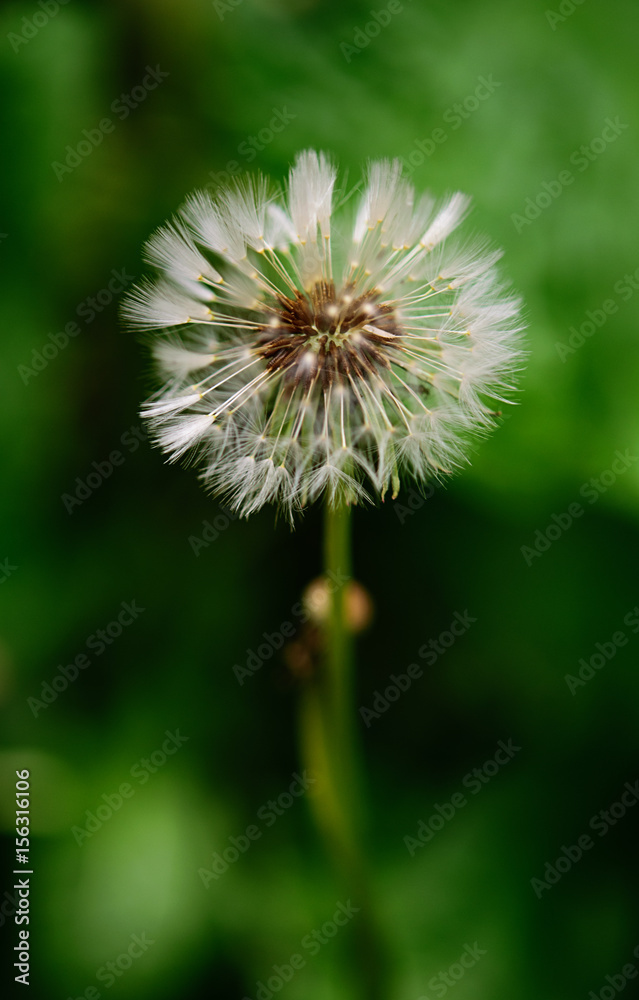 Dandelion blowing. Close up, soft focus. Dandelion blowing. Close up, soft focus.