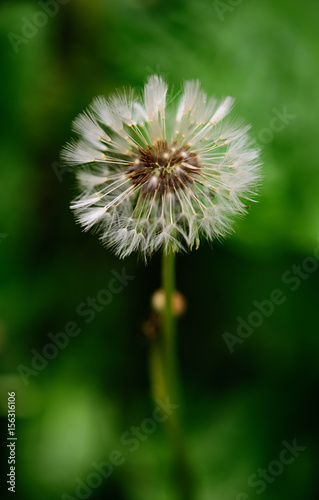 Dandelion blowing. Close up  soft focus.