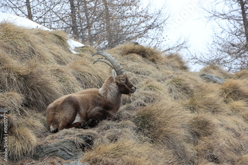 Alpine ibex. Capra ibex. Swiss Alps, Valais, Switzerland. photo