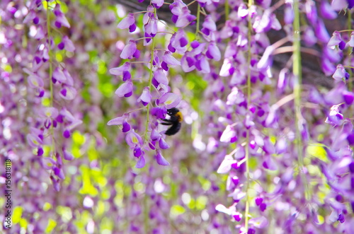 black bee working hard on the beautifully hanging purplish Wisteria