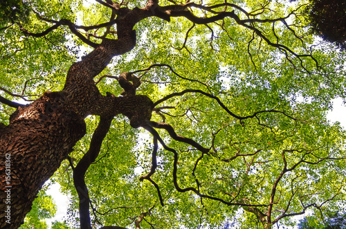 tree and green leaves with a big trunk from below