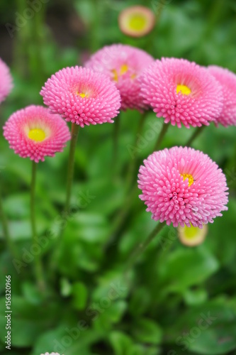 Beautiful pink daisy - Bellis perennis   Tasso Pink     