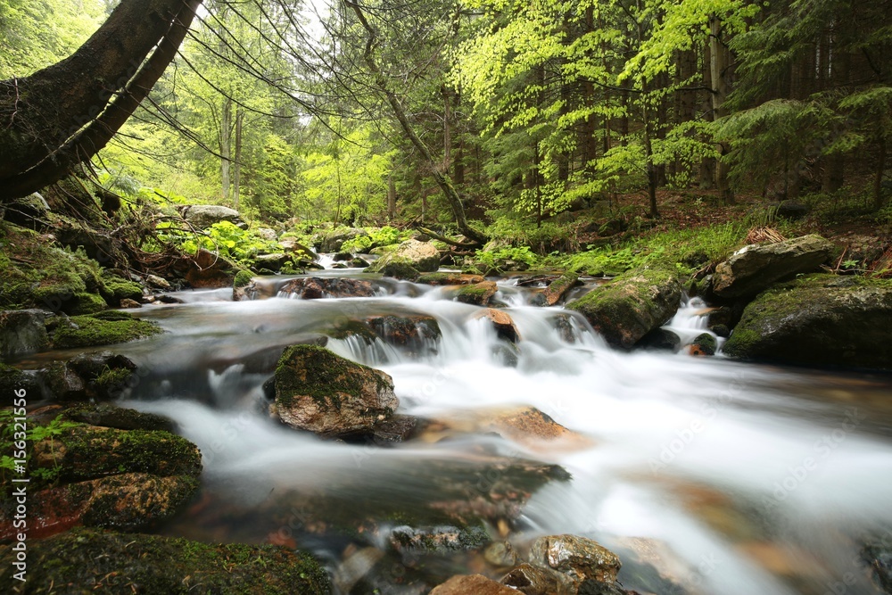 Stream flows through the spring forest Stream flows through the spring forest