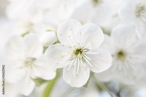 Fototapeta Naklejka Na Ścianę i Meble -  Blossoming of cherry flowers in spring time, natural seasonal floral background. Macro image