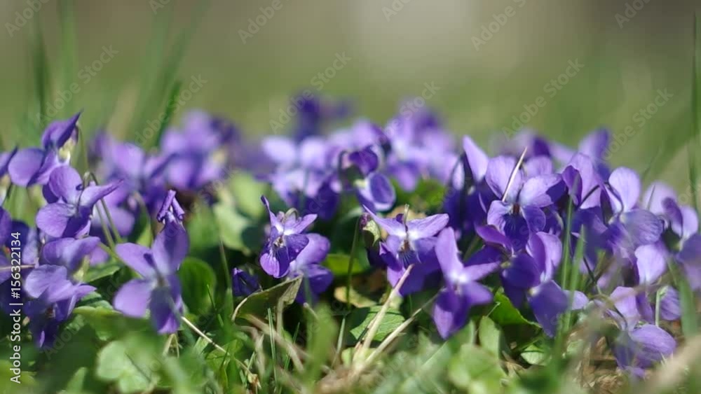 Violets in the grass in the spring
Violets in the grass in the spring