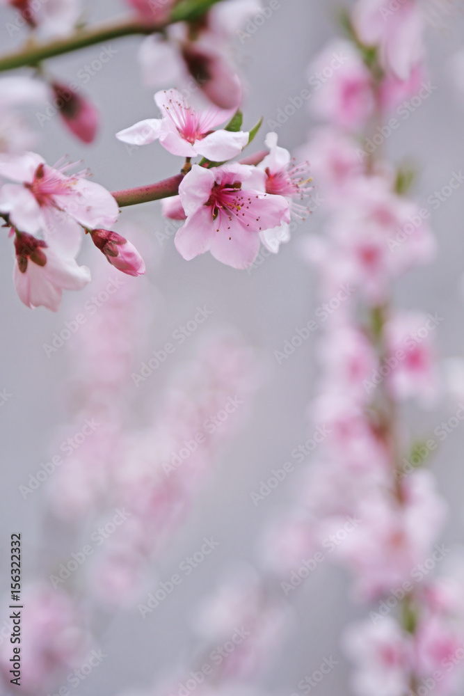 Fototapeta premium Branch of blossoming fruit tree on blurred background