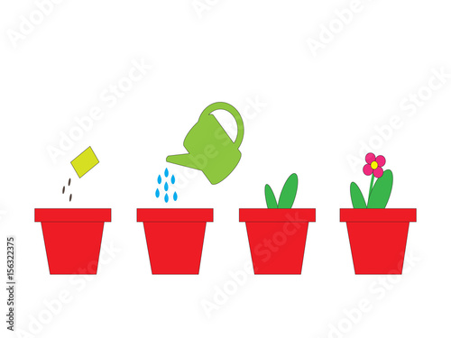 Cultivation of a plant in a pot. Sequence. 