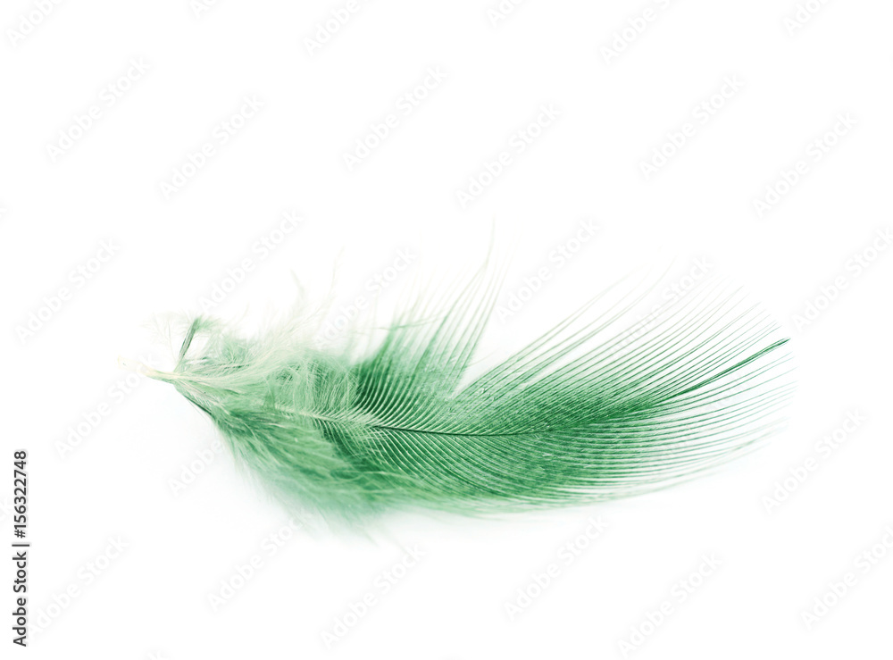 Obraz premium Decorational feather isolated