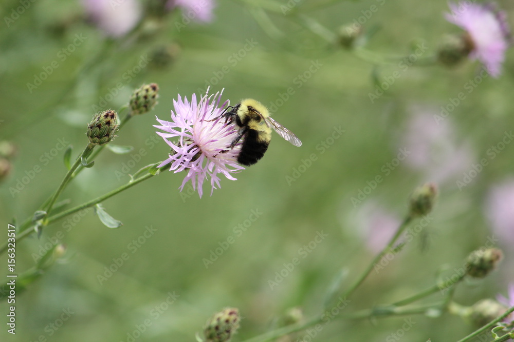 bee bee