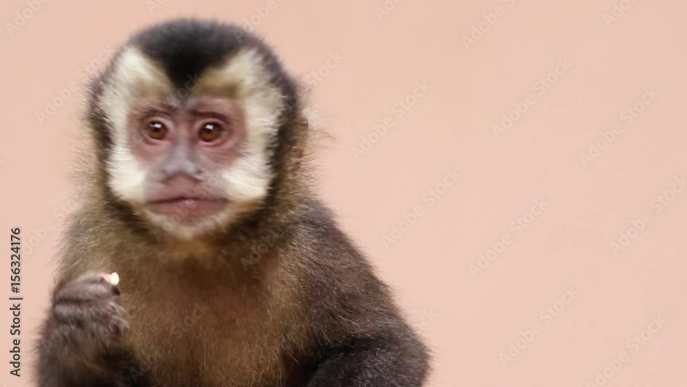 Filhote de macaco-prego comendo semente. Filhote de macaco-prego comendo semente.