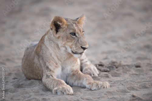 A lion in Kenya, Africa