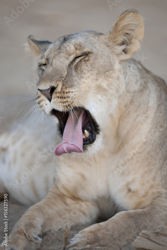 A lioness in Kenya, Africa