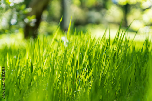 Green grass, one sunny day, blurred background,selective focus.
