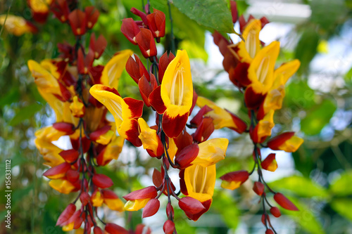 Tropical exotic Thunbergia mysorensis flower photo