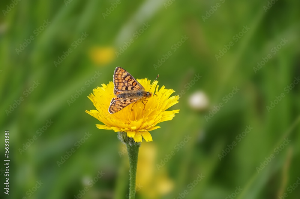 Butterfly in natural habitat. Butterfly on bright yellow wildflower on a blurred green background.