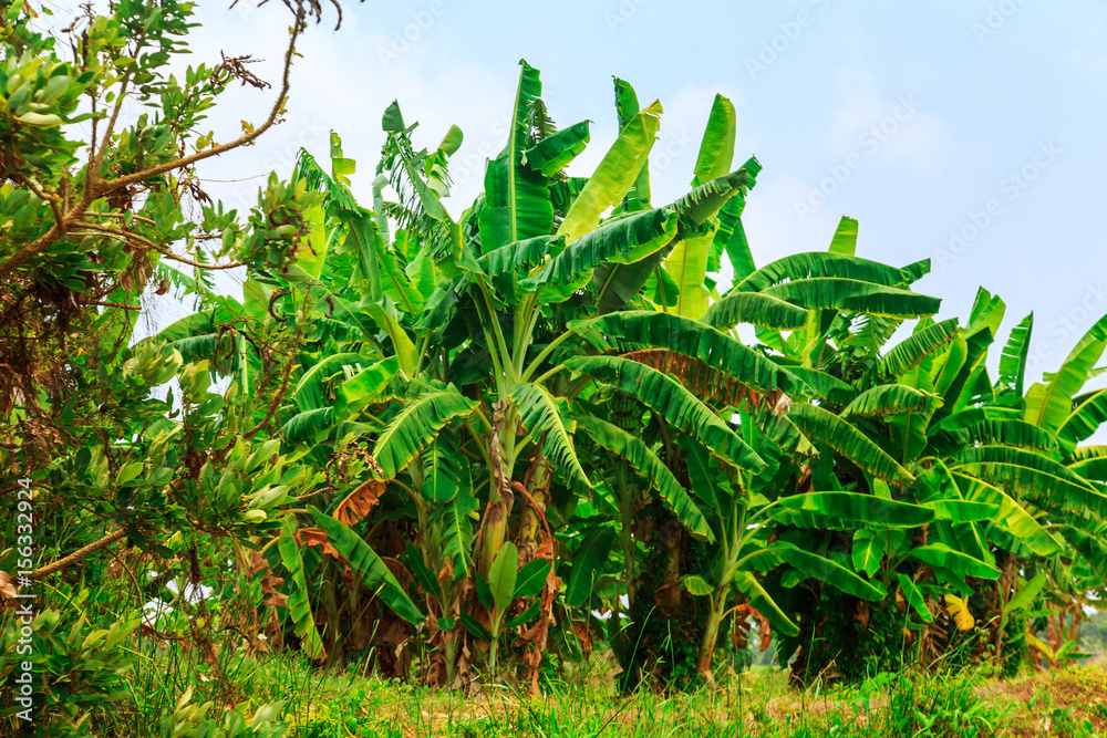 Banana trees with bunches of bananas. Banana trees with bunches of bananas.