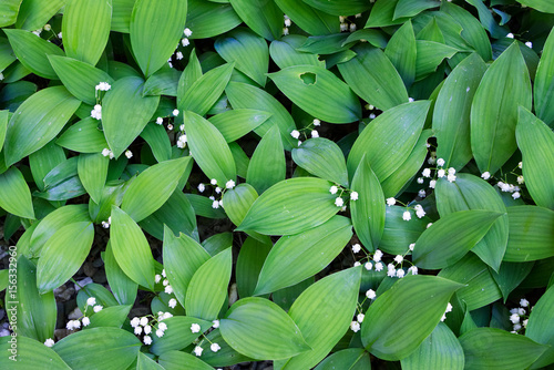 Fototapeta Naklejka Na Ścianę i Meble -  Beautiful background lily of the valley with white flowers and green leaves in spring forest. View from above.