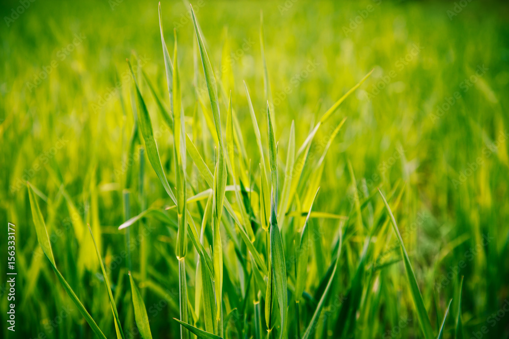 Background of green grass.