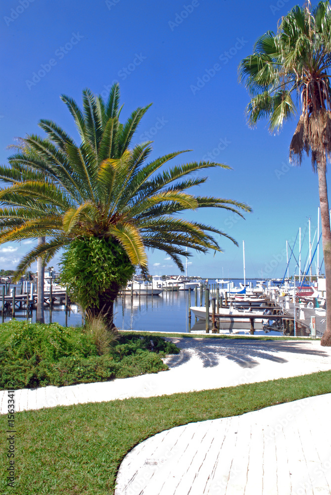 Fototapeta premium Palm Tree