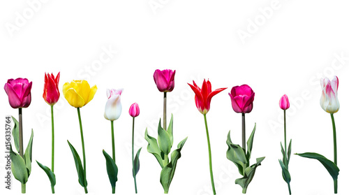 Tulips on a white background