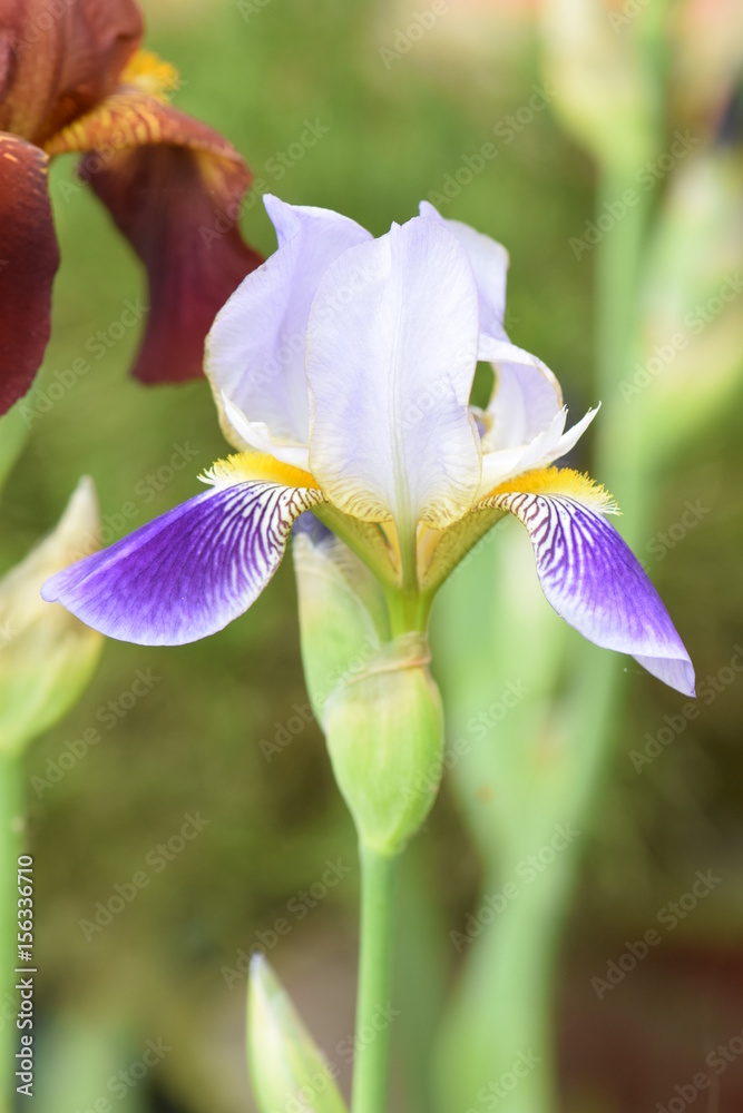 schwertlilie mit blüte in großaufnahme